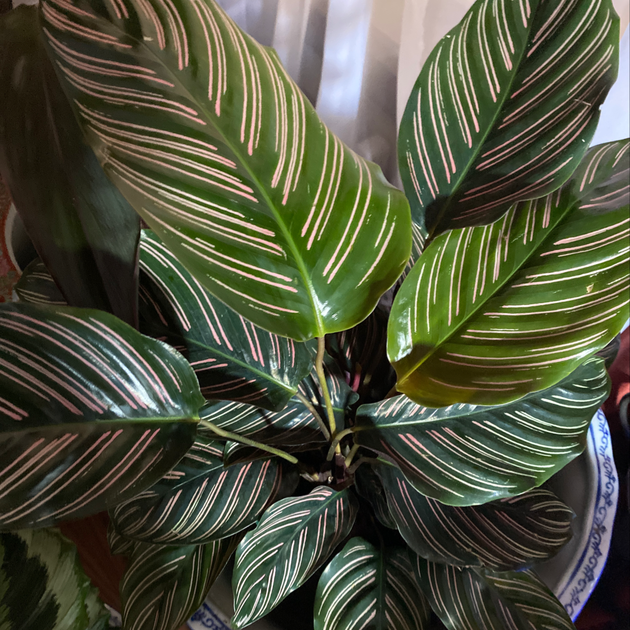 Pinstripe Calathea with distinct white and pink stripes on dark green leaves.