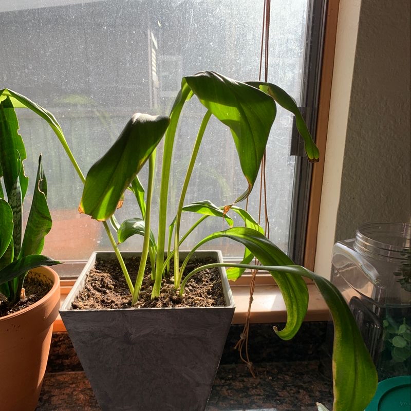 A healthy potted calla lily plant with lush green leaves, sitting on an indoor windowsill.