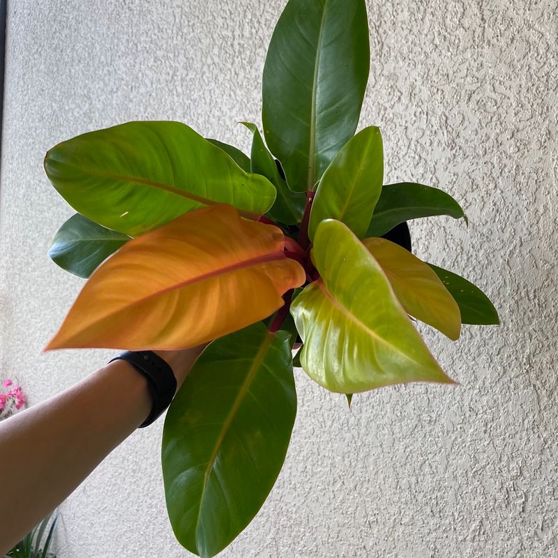 Healthy Blushing Philodendron plant with orange, red and green heart-shaped leaves held in hand against white wall.