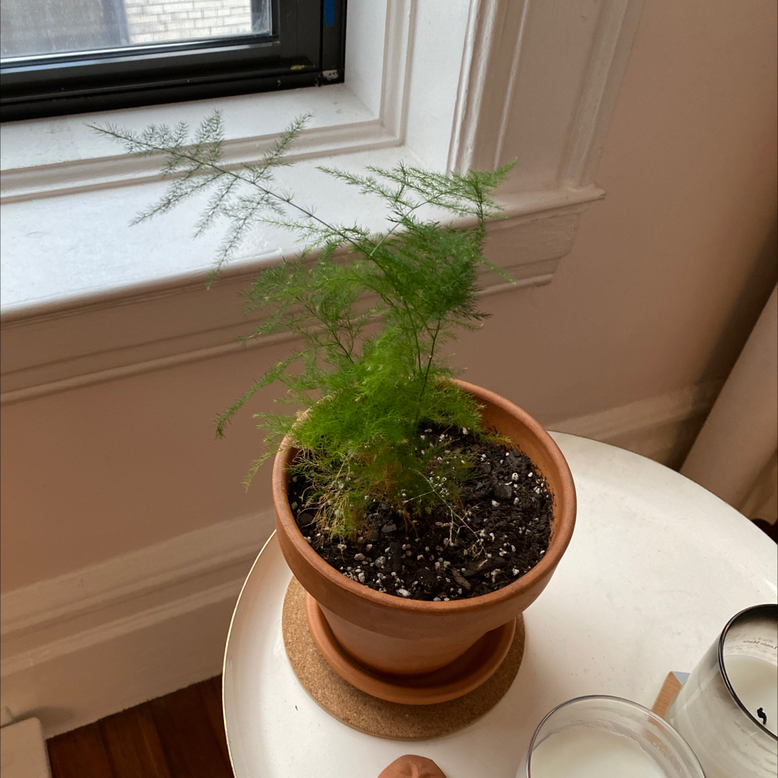 Asparagus Fern plant photo by @martin named Jazzy on Greg, the plant care app.