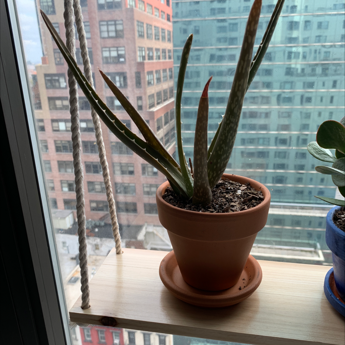 Cylindrical Snake Plant in a terracotta pot on a windowsill with a cityscape background.
