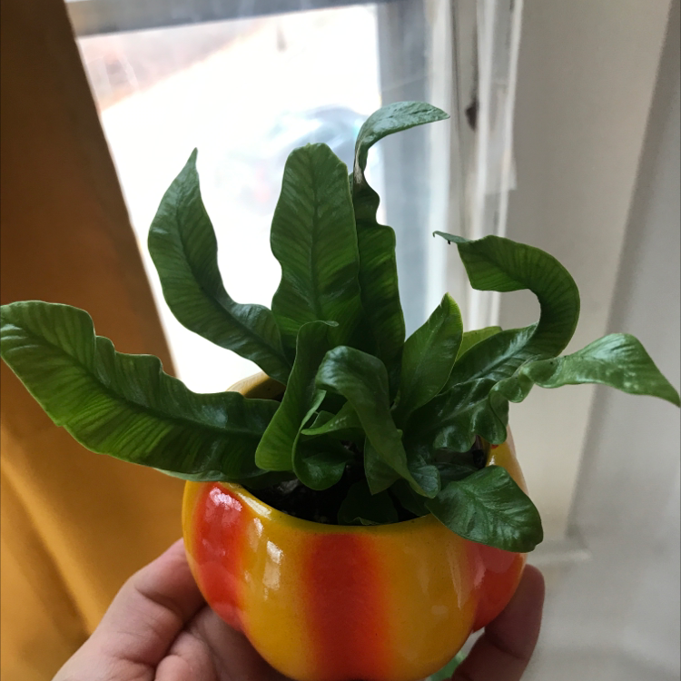 Healthy Bird's Nest Fern in colorful pot held in hand, showing lush green rippled leaves forming nest-like rosette.