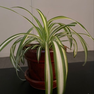Variegated Spider Plant plant in Branford, Connecticut