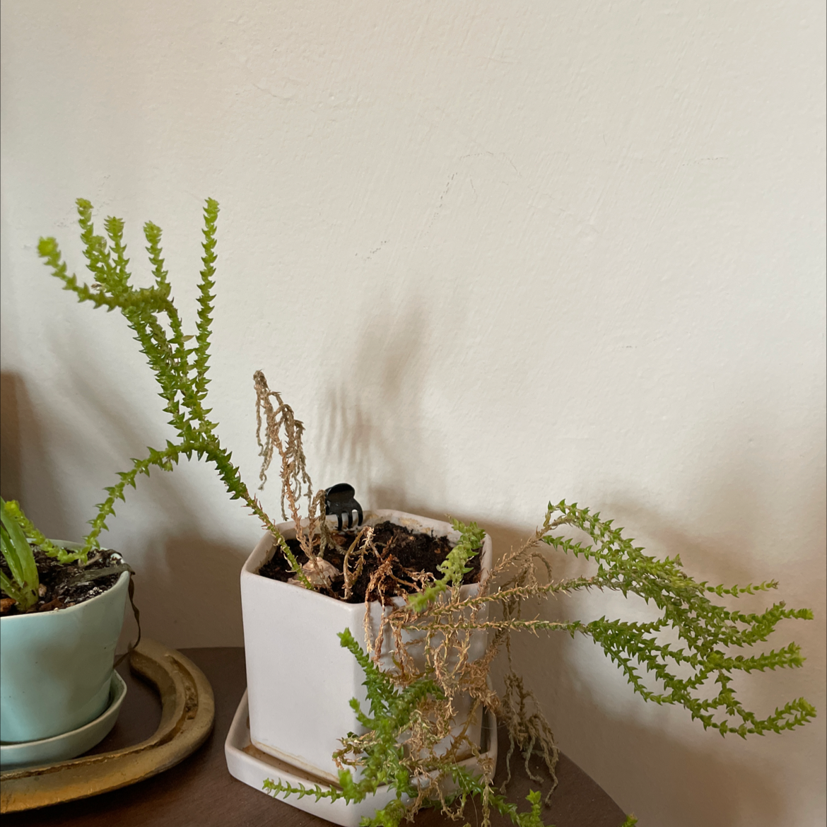 Sand Pygmyweed plant photo by @marrakech named Cornelius￼ on Greg, the plant care app.