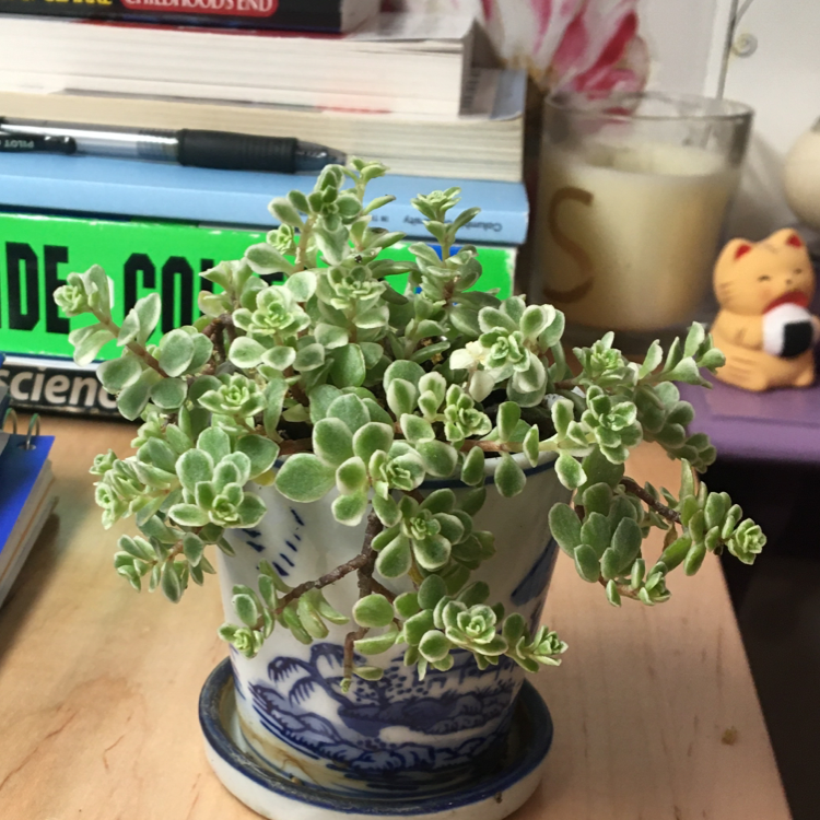 Healthy Crassula pellucida plant with glossy heart-shaped leaves rimmed in red, in a blue and white pot.