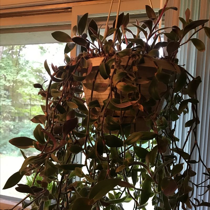 Thriving indoor Waxplant with long trailing vines covered in healthy waxy green leaves, in front of a bright window.