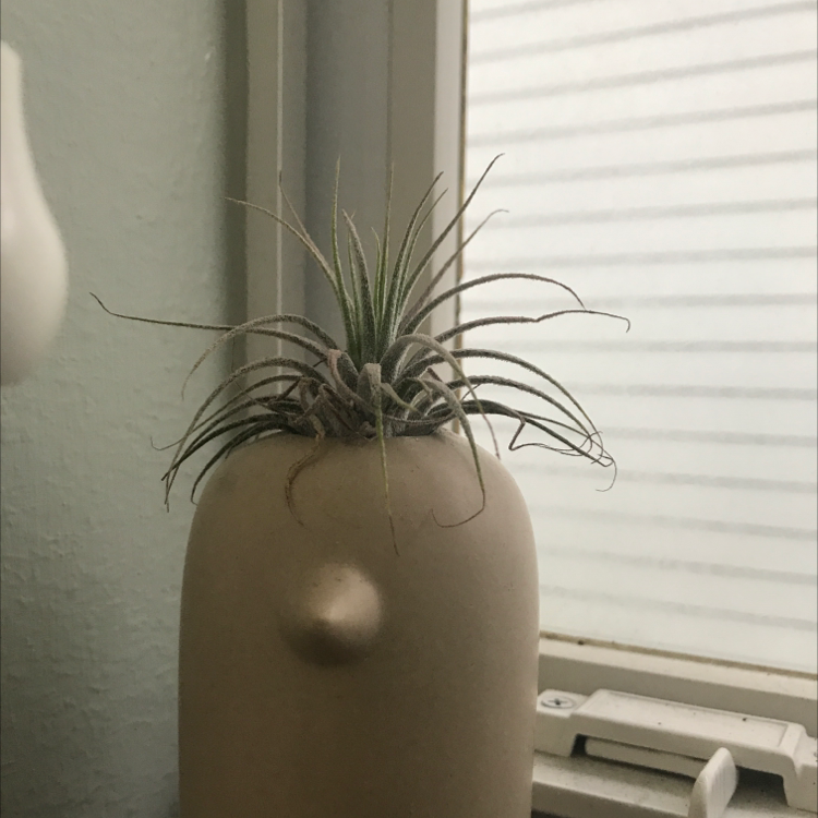 Pink Quill Plant (Tillandsia cyanea) in a decorative pot by a window.