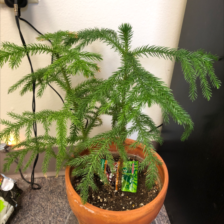 Healthy Norfolk Island Pine in a terracotta pot with visible soil.