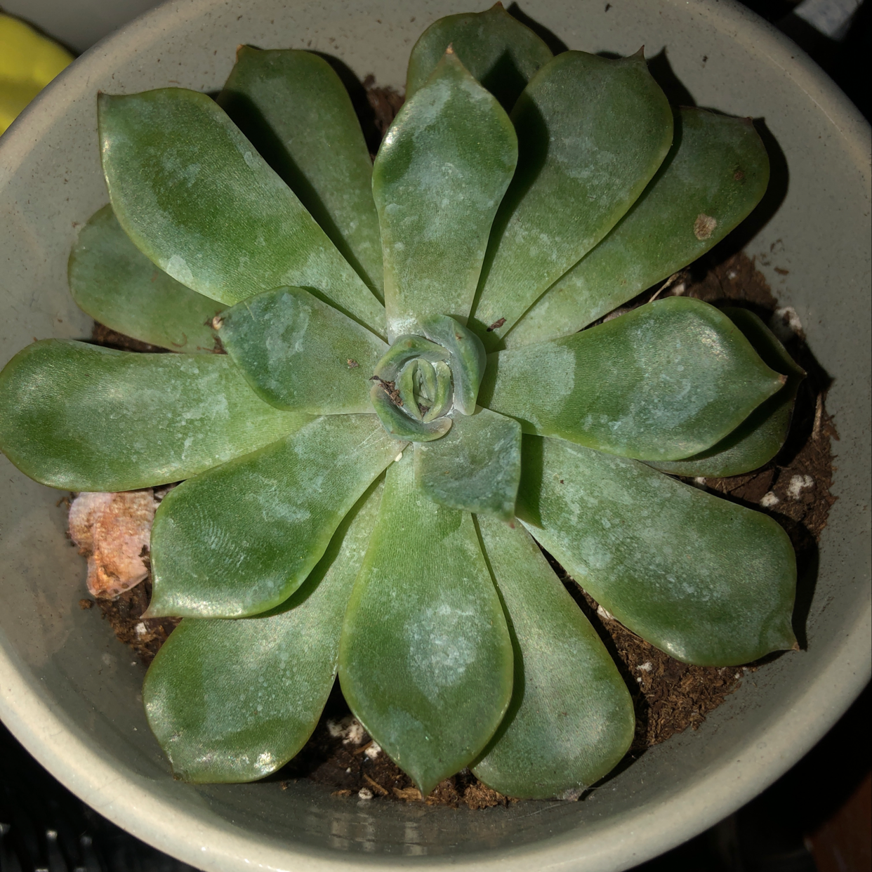 Pearl Echeveria plant in a pot with visible soil, well-framed and in focus.