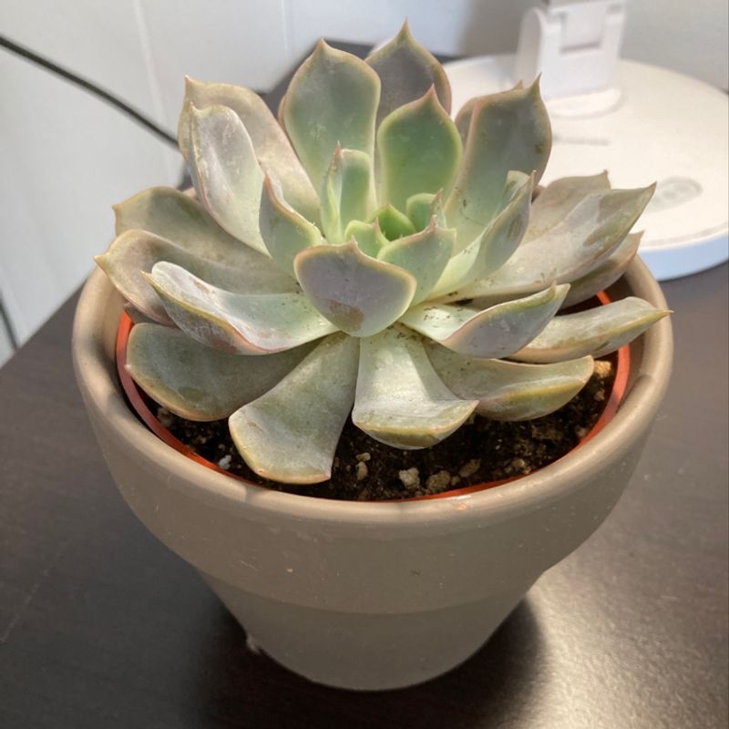 Pearl Echeveria plant in a pot with visible soil, well-framed and in focus.