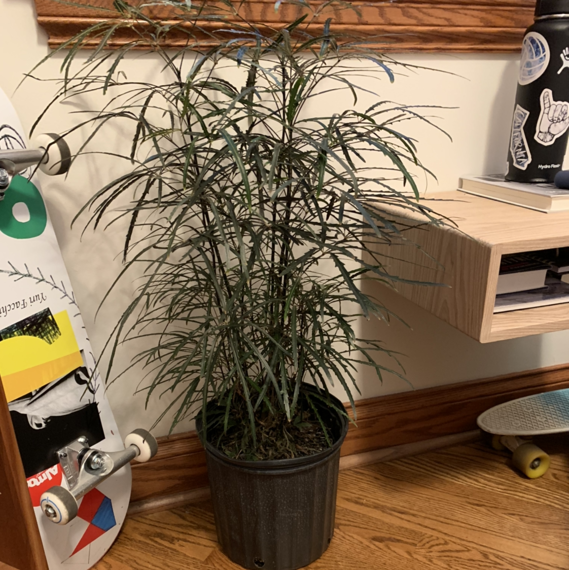 Photo of the plant species Schefflera Elegantissima by @poppyseed1117 named Barb💅🏾 on Greg, the plant care app