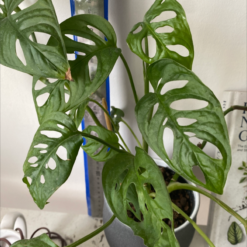 Healthy Monstera deliciosa plant with large green leaves featuring distinctive leaf fenestrations, in a blue and white ceramic pot.