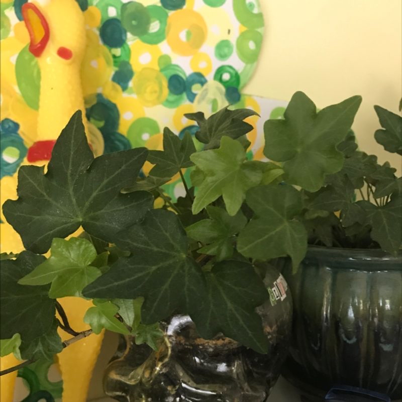 A healthy potted English Ivy plant with vibrant green lobed leaves, situated among other colorful houseplants in front of abstract wall art.
