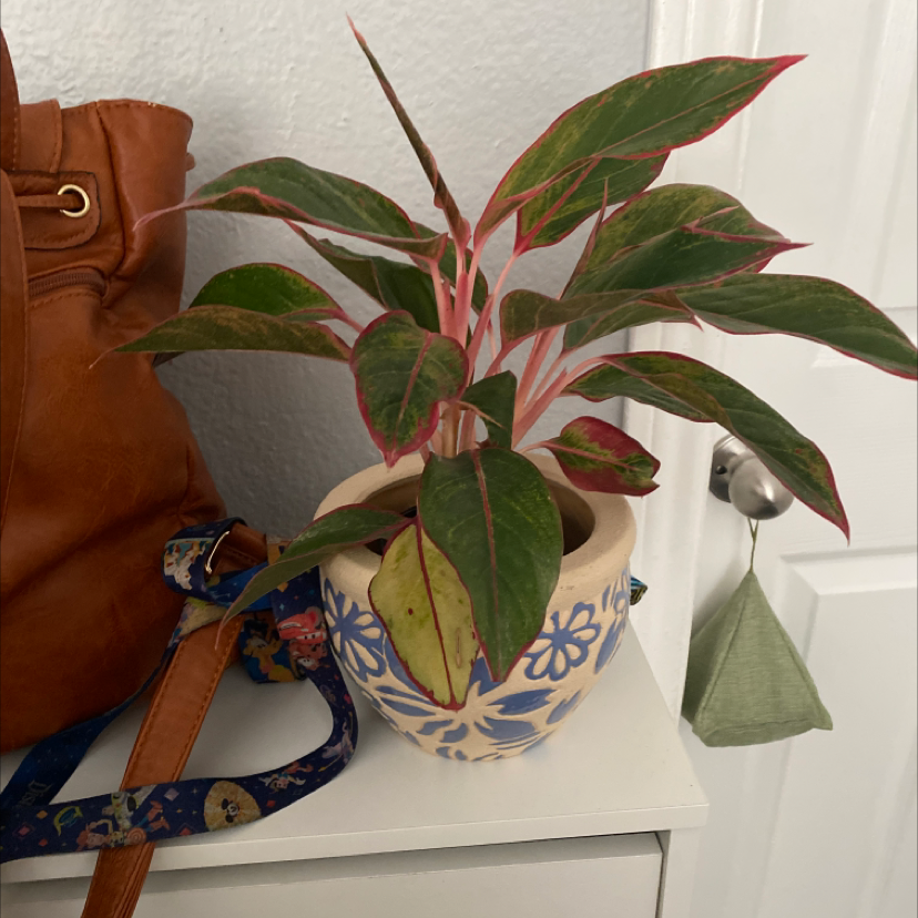Healthy Chinese Evergreen plant with glossy variegated leaves in a decorative pot, with owner's hand gently touching a leaf.