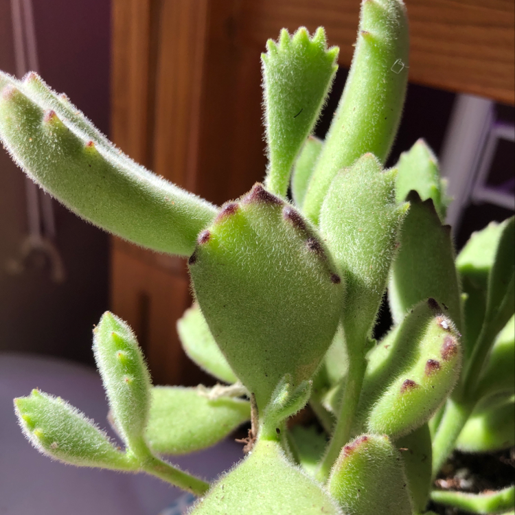 Bear's Paw plant with fuzzy green leaves and some brown tips, well-lit environment.