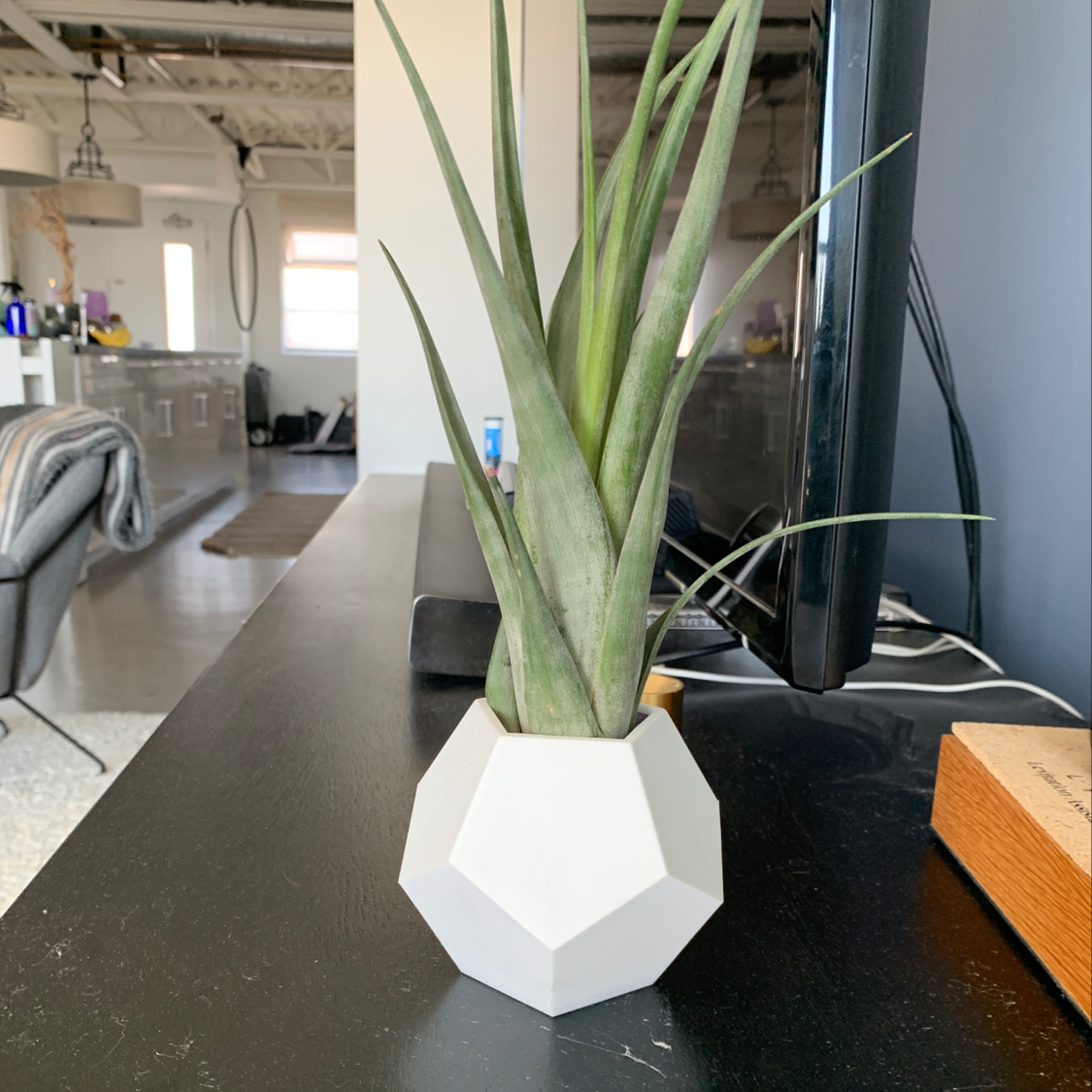 Photo of the plant species Fishbone Air Plant by @Brenna named Spike Lee on Greg, the plant care app