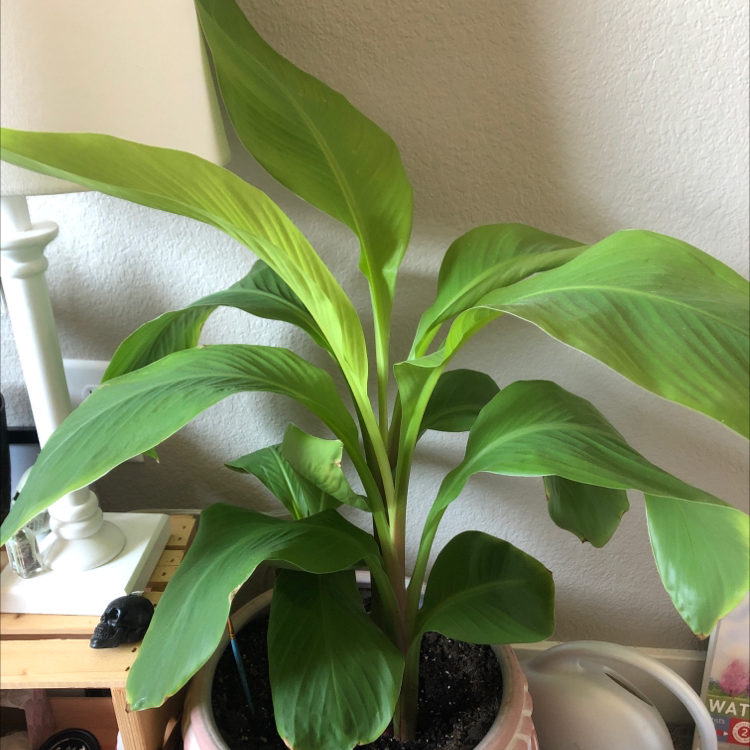 Healthy potted Canna Lily plant with large green pointed leaves and prominent parallel veins, no discoloration or damage.