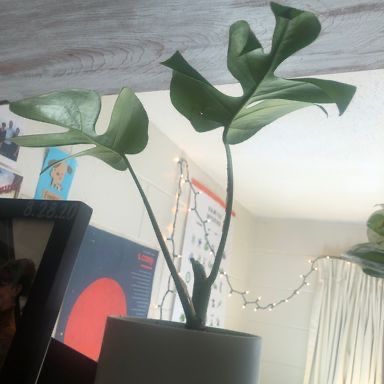 Mini Monstera plant photo by @franny named Beckham on Greg, the plant care app.