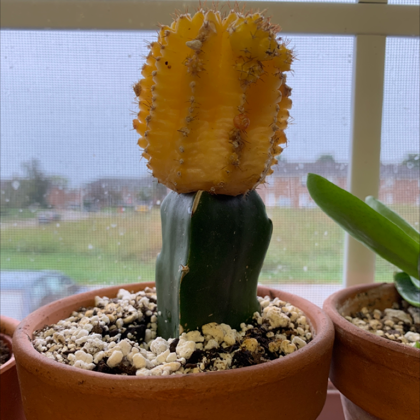 Moon Cactus (Gymnocalycium mihanovichii) in a pot with visible yellowing on the top part.