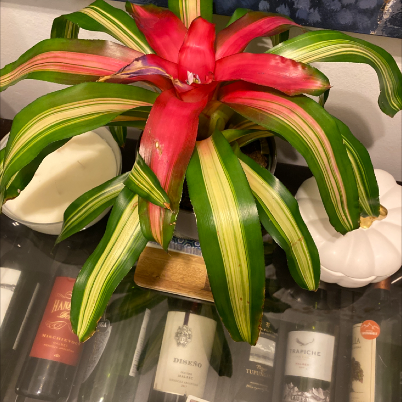 Large, healthy Droophead Tufted Airplant with vibrant red and green striped leaves in a drooping rosette shape.