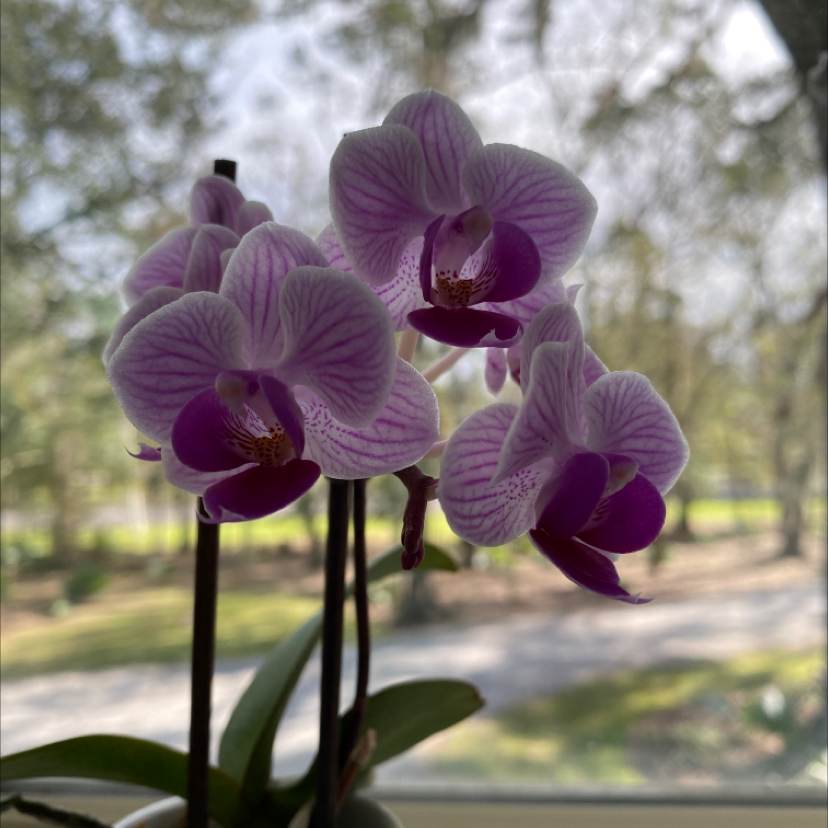 Noble Dendrobium orchid with multiple flowers in bloom, appearing healthy.
