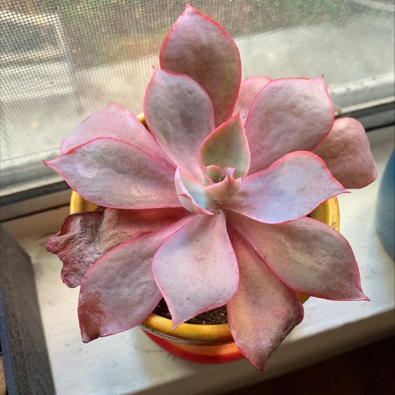Lipstick Echeveria succulent with pinkish leaves and some browning edges in a small pot near a window.