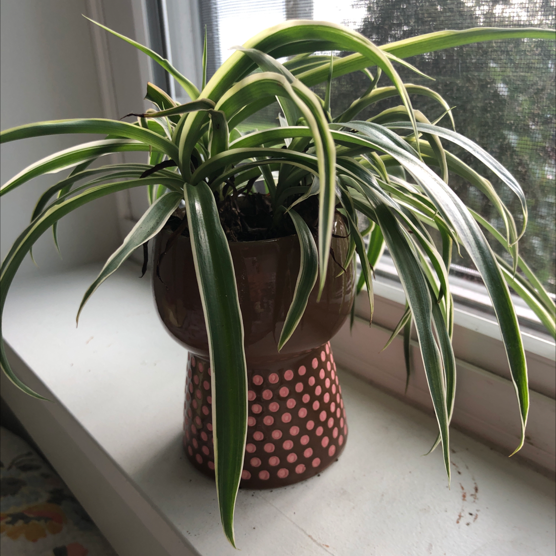 Plant care for Meyer Lemon Tree on Greg, the plant care app