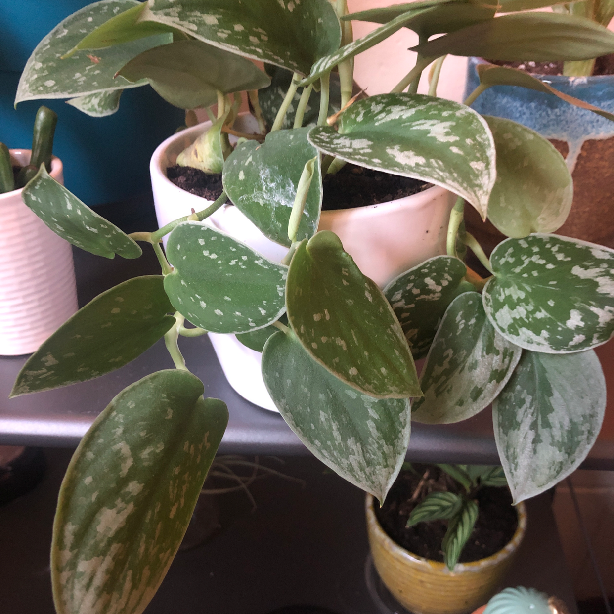 Satin Pothos plant photo by @franny named Soft boy on Greg, the plant care app.