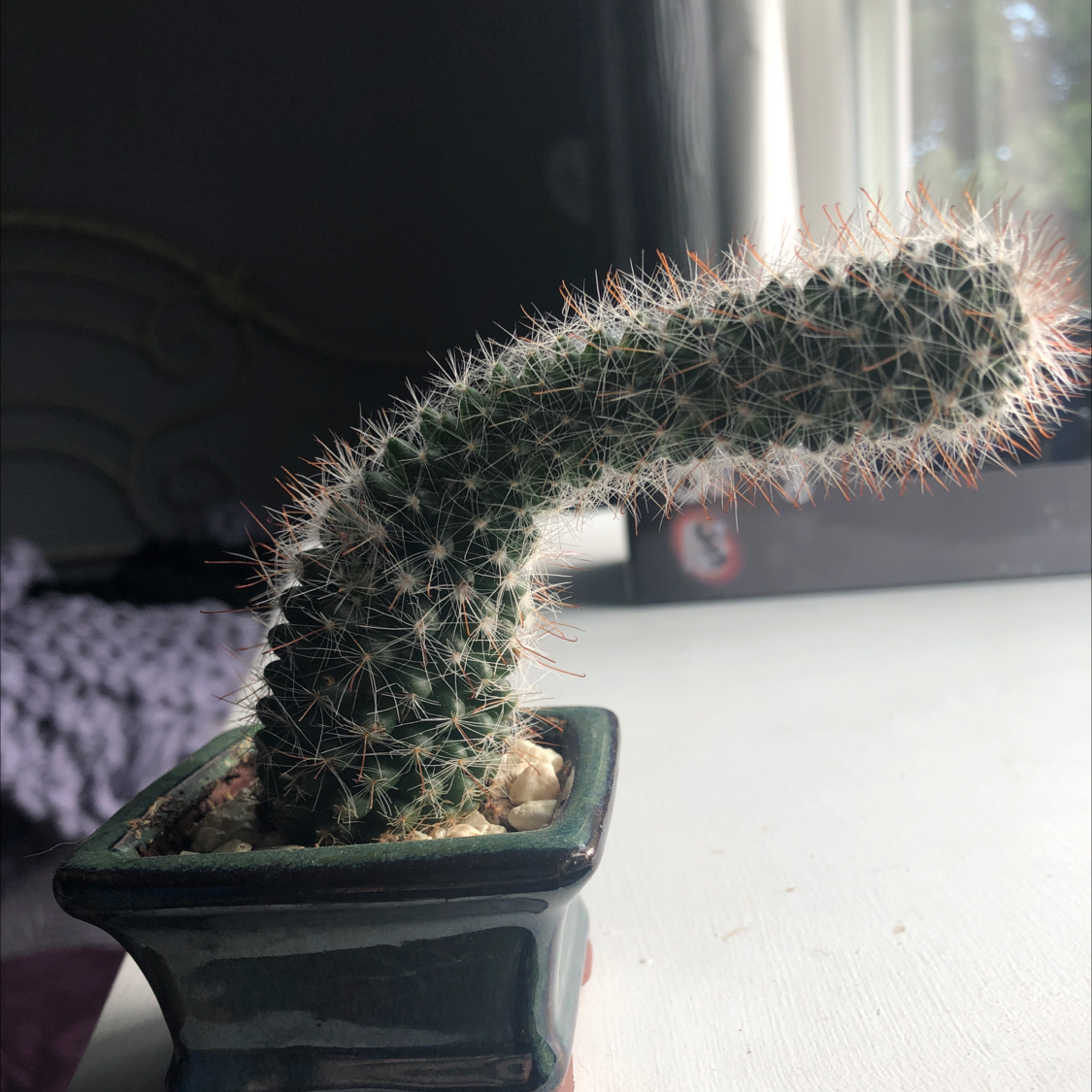 Blue Columnar Cactus in a small pot, well-framed and healthy.