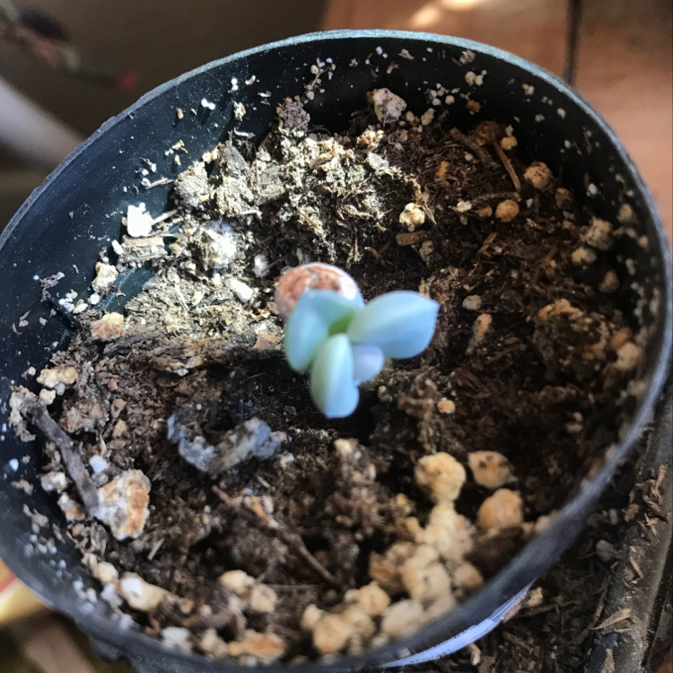 Healthy Persian Cyclamen plant with vibrant green leaves and delicate white and blue flowers emerging from the center, in visible potting soil.