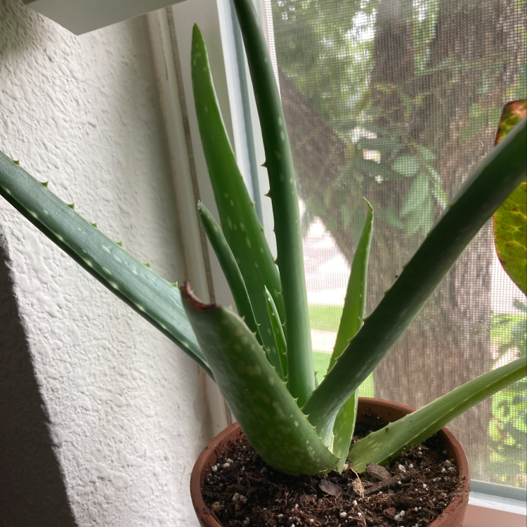 What To Do About The Bugs On My Aloe Vera?
