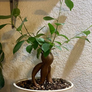 Ficus Ginseng plant in Susanville, California