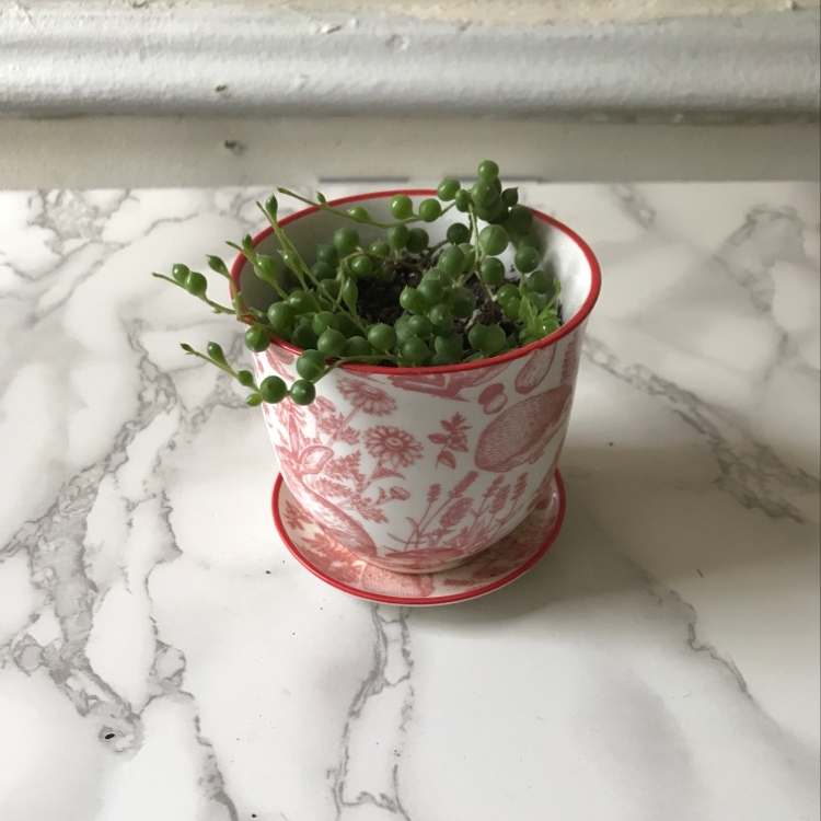 String of Pearls plant in a decorative pot on a marble surface.