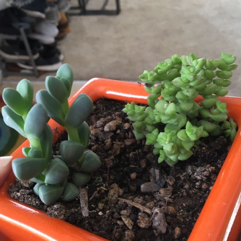 Sedum morganianum succulent with teardrop and grape-like leaves in an orange pot, showing healthy growth but some withered lower foliage.