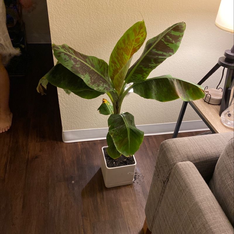 Indoor potted banana plant with some leaf discoloration, placed on a wooden floor next to a chair and a lamp.