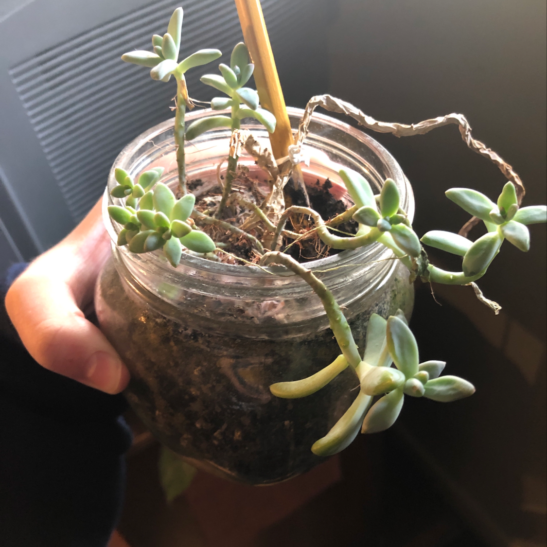 A succulent plant in a glass jar with elongated stems, possibly Sedum morganianum.