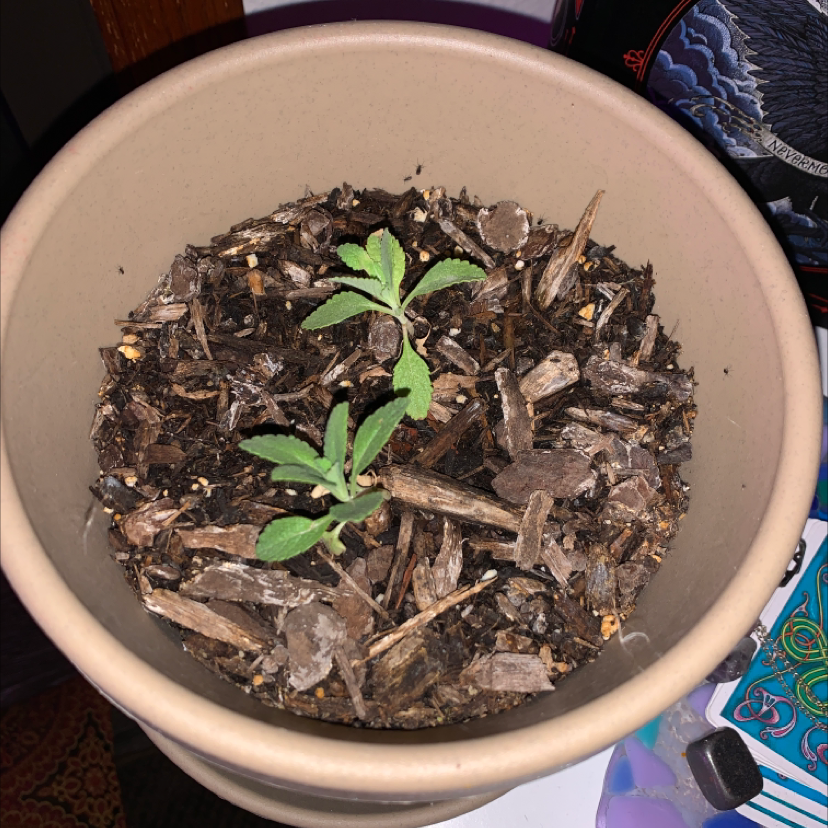 Healthy Kalanchoe Mother of Thousands plant in a pot, with long grayish-green leaves covered in tiny plantlets along the edges.