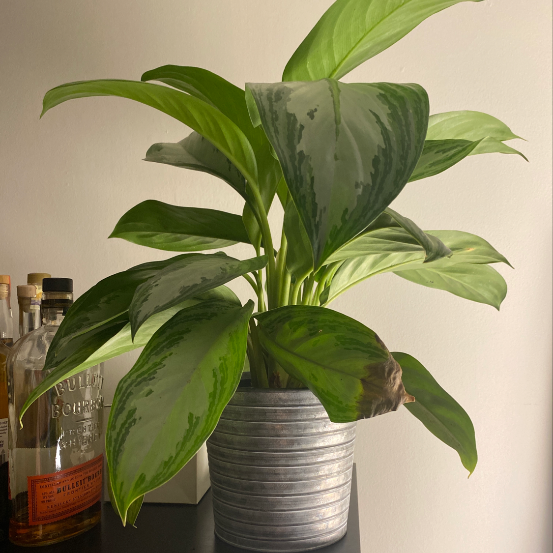 Healthy Chinese Evergreen plant with lush variegated leaves in a silver pot next to a fertilizer bottle, well-framed against a neutral background.