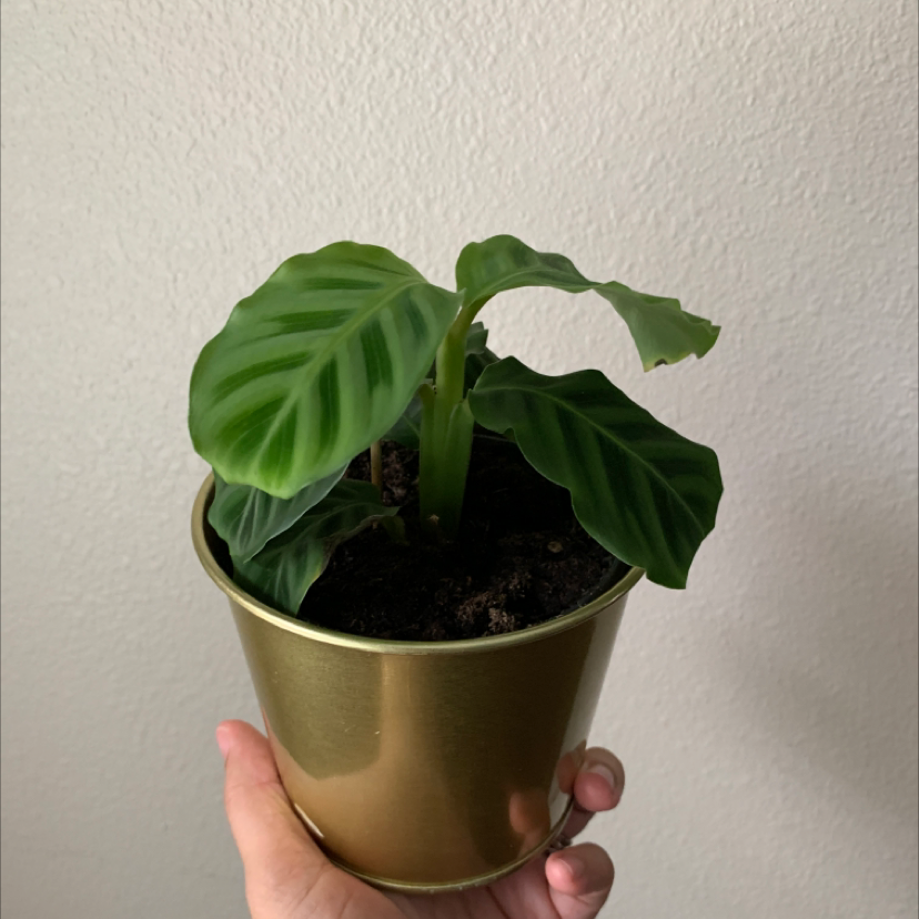 Potted Zebra Calathea plant with healthy green leaves held by a hand.
