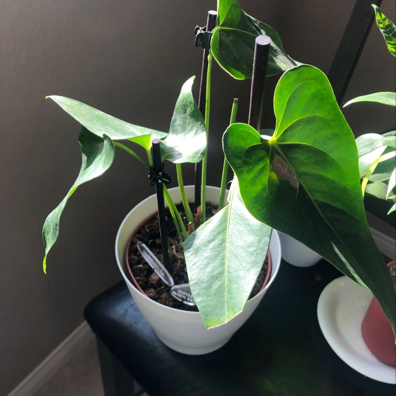 A healthy, vibrant Painter's Palette plant with large, glossy, heart-shaped leaves featuring green and white variegation.
