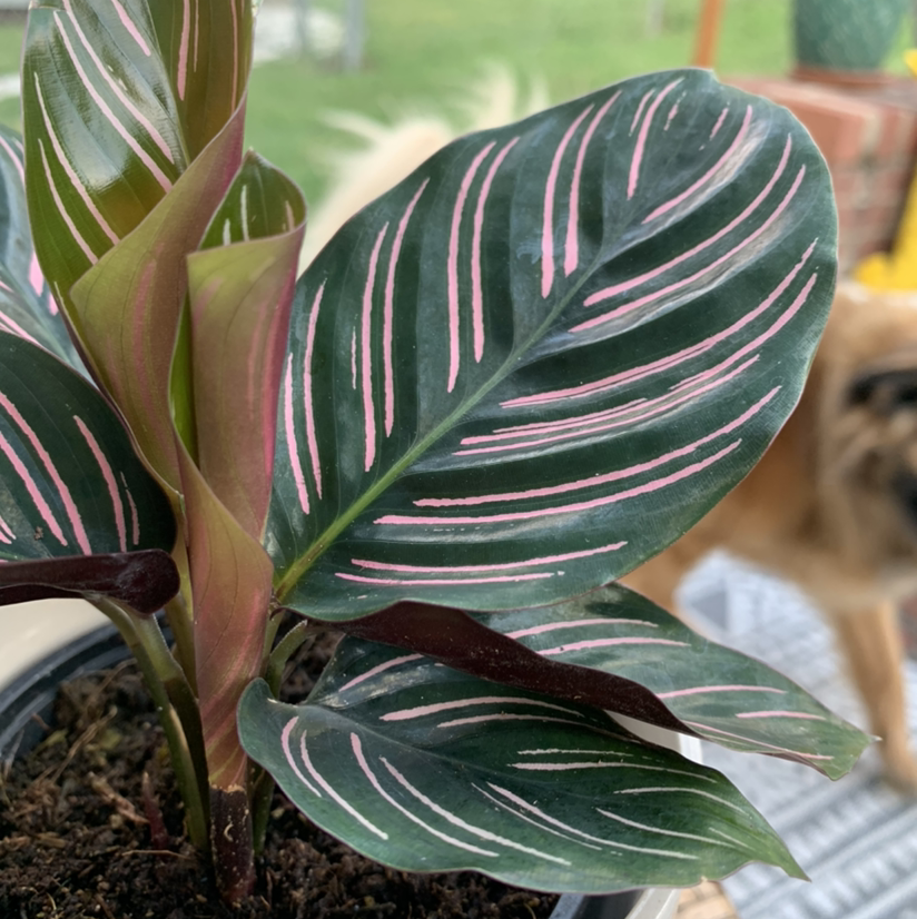 Pinstripe Calathea with pink stripes on dark green leaves, soil visible.