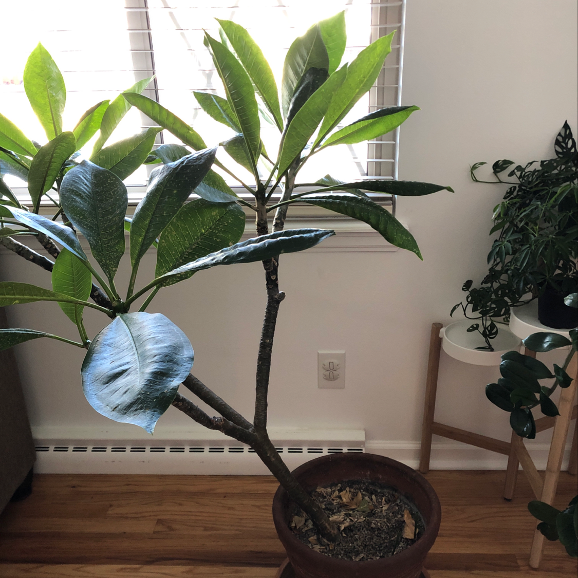 Indoor potted Red Frangipani plant with large, glossy green leaves.
