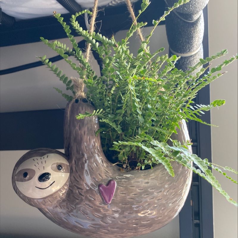 Photo of the plant species Venus Flytrap DCXL by Adia named George on Greg, the plant care app