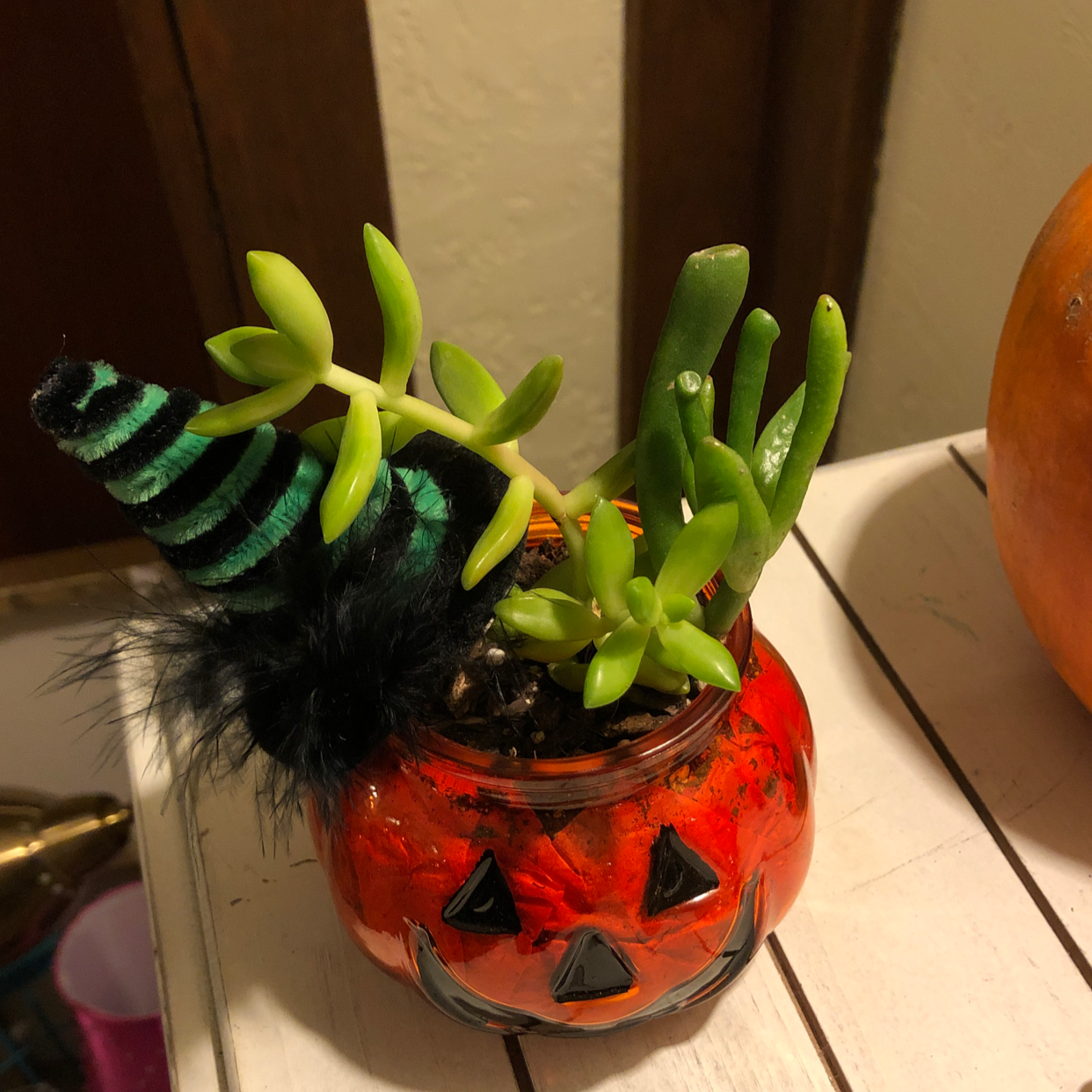 Jelly Bean Plant in a Halloween-themed pot, healthy with vibrant green leaves.