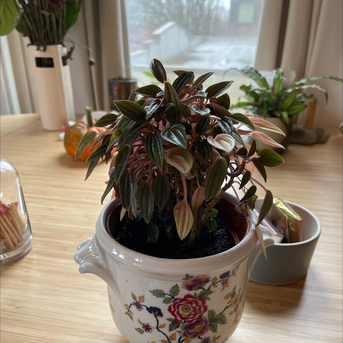 Emerald Ripple Peperomia plant in a decorative pot on a wooden surface with other plants in the background.