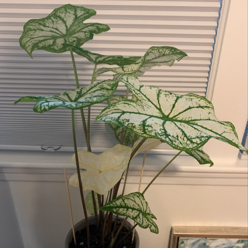 Healthy variegated Caladium plant with striking green and white arrow-shaped leaves, thriving in a brown plastic pot.