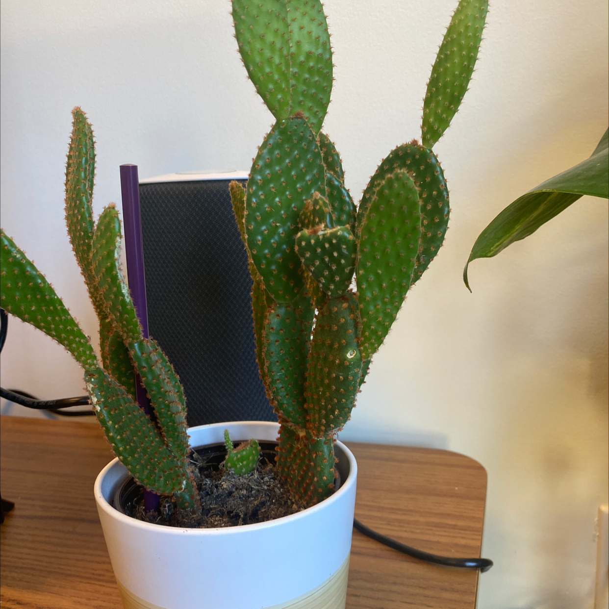 Bunny Ears Cactus in a white pot, healthy with no visible issues.