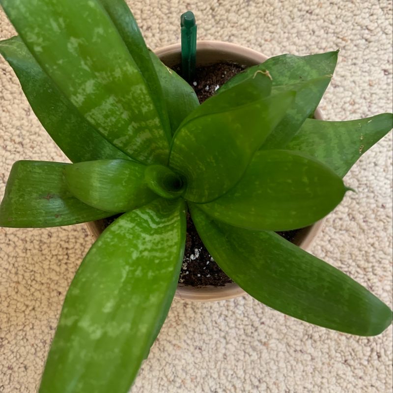 Healthy Snake Plant in a pot with visible soil, well-framed and in focus.