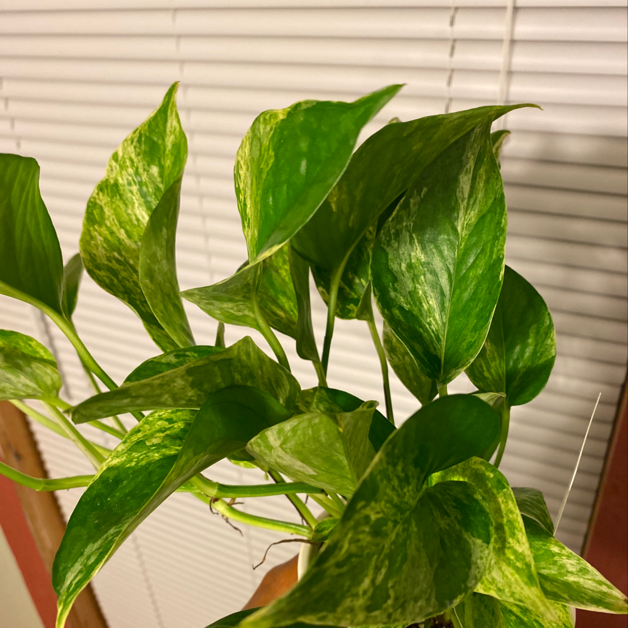 Jade Pothos plant photo by @smileygirl named Goldy on Greg, the plant care app.