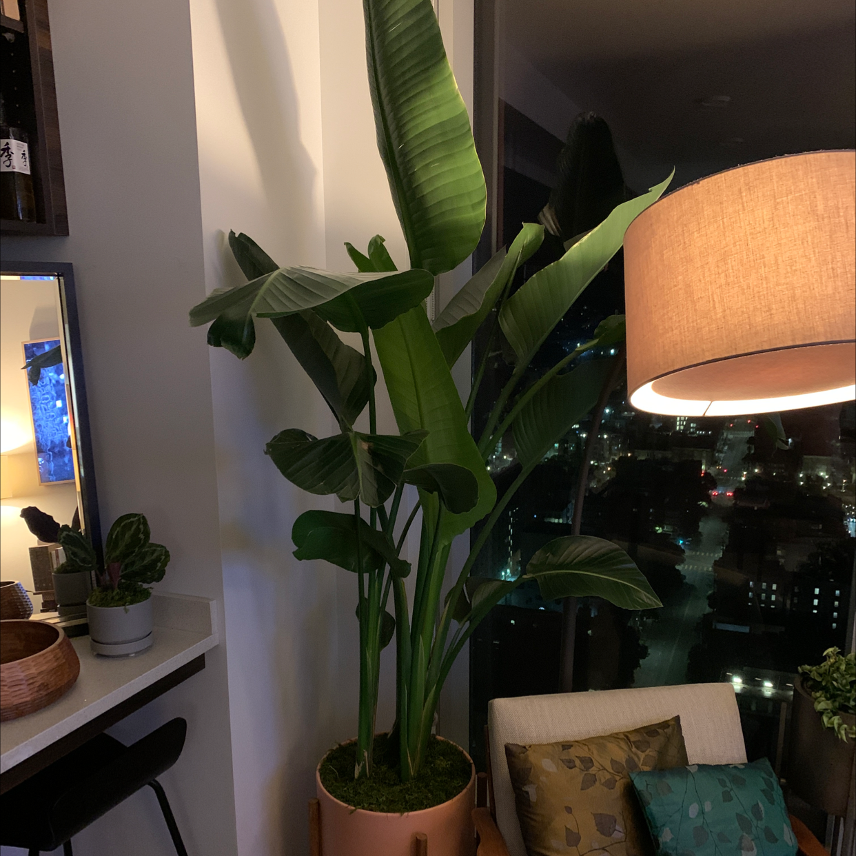 Thriving White Bird of Paradise house plant with large, glossy green leaves, in a well-decorated indoor setting.